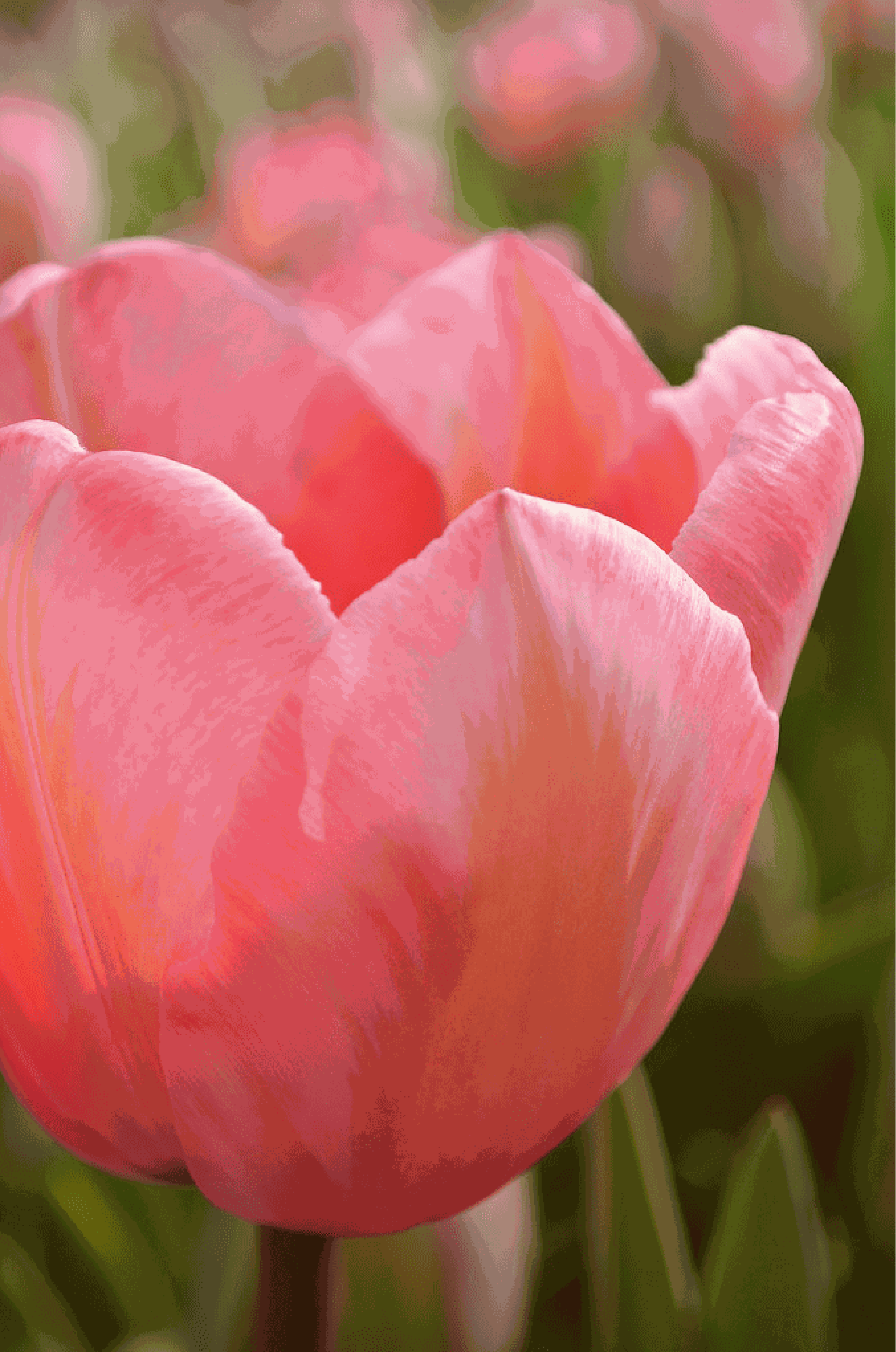 Tulpan 'Apricot Impression'